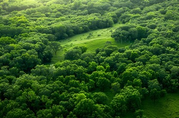 Obraz premium Aerial View Lush Green Forest Meadow Landscape