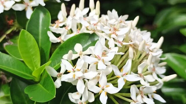 ashoka flower