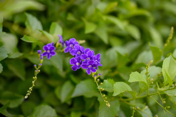 Duranta repens / Golden dew drops / Sky flower: Flower and Fruit