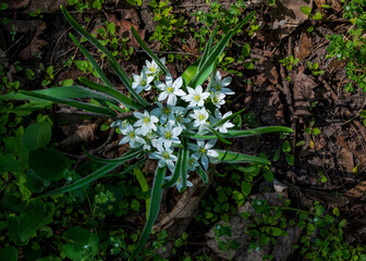 Ornithogalum umbellatum, beautiful white wildflowers in the garden in spring