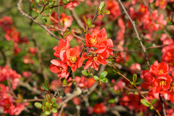 Obraz premium Flowering chenomeles californica in the botanical garden, red flowers, Japanese quince