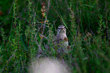 Brachpieper // Tawny Pipit (Anthus campestris) - Blidinje Nationalpark, Bosnien und Herzegowina
