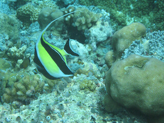 Palau underwater world