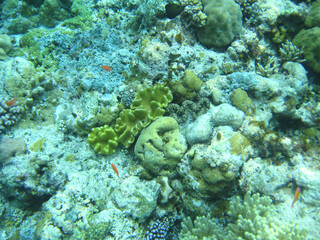Palau corals close up