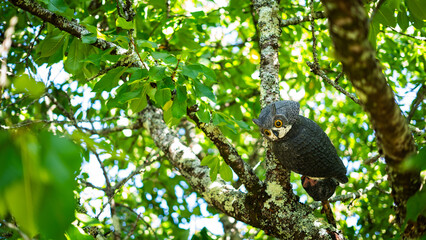 Wooden owl in a tree