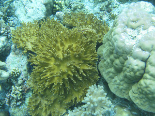 Palau corals close up