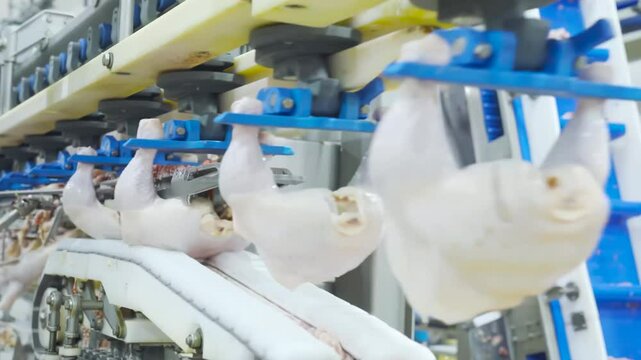 Real shot of food cutting in chicken factory assembly line on rail conveyor come to automatic circle saw cut a half whole in automate meat process line.