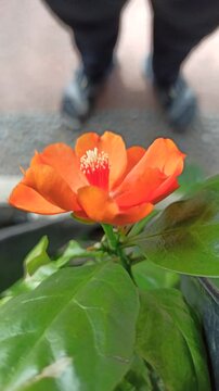 Pereskia flower