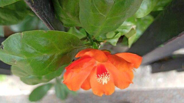 Pereskia flower