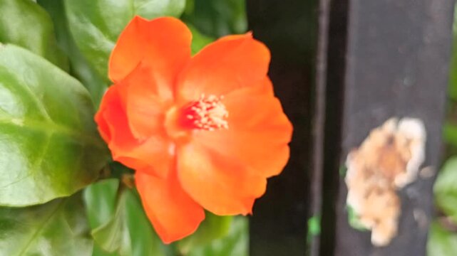 Pereskia flower