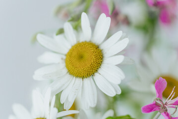 Close-up shot of blooming white daisy with yellow center, surrounded by green leaves and other flowers. 