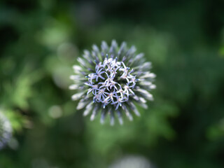 Globe Thistle Flower in Bloom