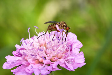Helle Tanzfliege (Empis livida) Weibchen saugt Nektar auf einer rosa lila Skabiose (Scabiosa) - Baden-Württemberg, Deutschland