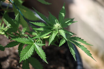 Nahaufnahme von grünen Blättern einer jungen Cannabis - Hanf Pflanze.