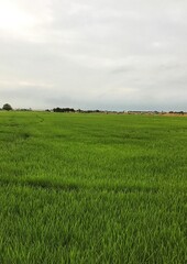 Obraz premium green field and gray sky and clouds 