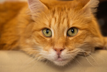 Close-up shot of ginger cat with striking green eyes, lying down and looking intently at the camera. 