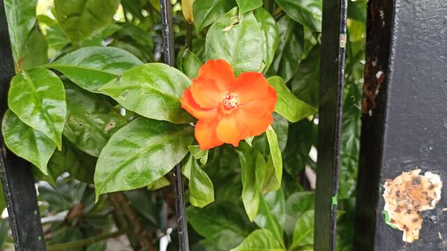 Pereskia flower