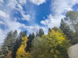 Alberi Trees Germany