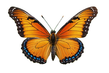 Naklejka premium butterfly isolated on white