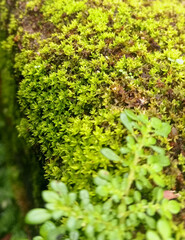 green moss on a tree