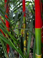 Fototapeta premium Bamboo