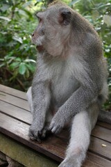 Macaque monkey sitting on bench in Sacred Monkey Forest Sanctuary