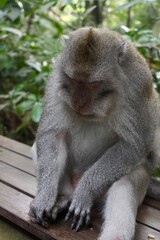 Monkey  sitting on bench and looking down in Bali forest in Indonesia 