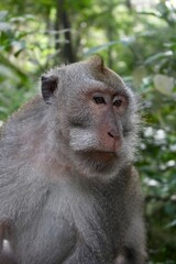 Close-up portrait of monkey macaque face in Sacred Monkey Forest in Indonesia 