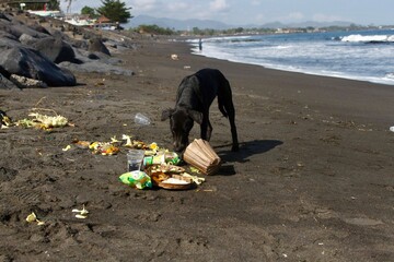 Stray hungry dog  searching for food in the trash on tropical shore, sniffs the garbage that the...