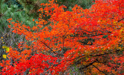 Japanischen Garten im Herbst, Japan
