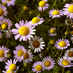 Fototapeta premium Chamomile herbal medicine isolated on transparent background
