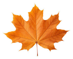 PNG Autumn maple leaf plant.