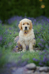 dog small puppy golden retriever labrador in a field of lavender flowers in the summer evening at sunset