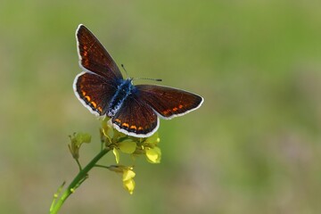 butterfly on a flower