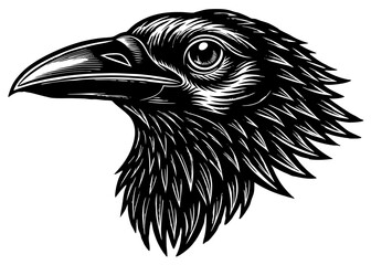 Fototapeta premium CROW