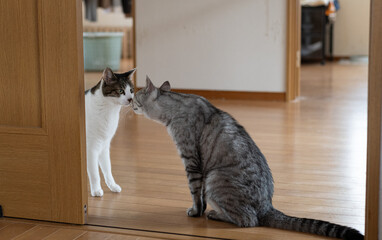 顔を近づける二匹の猫
