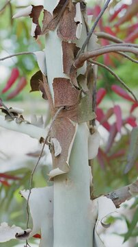 Colorful peeling bark on fastly growing young eucalyptus tree close up. 