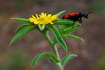 ladybug on flower