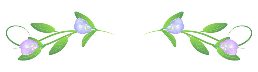 Obraz premium element of butterfly pea ornament isolated on background