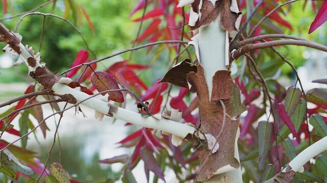 Colorful peeling bark on fastly growing young eucalyptus tree close up. 