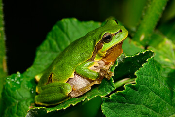 Europäischer Laubfrosch // European tree frog (Hyla arborea)