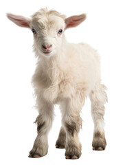 Obraz premium PNG Livestock animal mammal sheep.