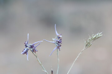 Delphinium peregrinum, known as violet larkspur, is a Eurasian flowering plant, endemic to Turkey