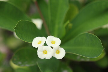 Euphorbia milii, the crown of thorns, Christ plant is a species of flowering plant in the spurge...