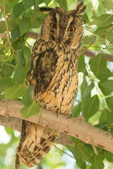 short-eared owl on branch