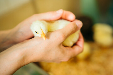 両手で包まれるヒヨコ © Suuuu