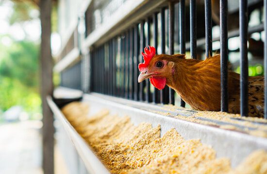 Poultry chicken inside a metal cage, looking through the bars. It's next to a trough filled with grain feed