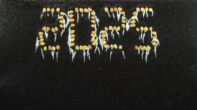 Developing roots of radis rose in 2025 shape in rhizobox