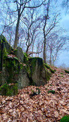 Tranquil Autumn Forest