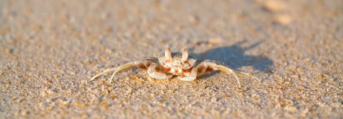 A crab on the beach is running on the white sand. Exotic animals in the resorts of tropical islands. The concept of a beach holiday in the tropics.